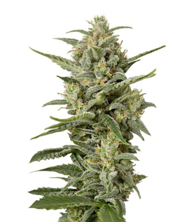 White Widow XXL Autoflowering fem семена конопли