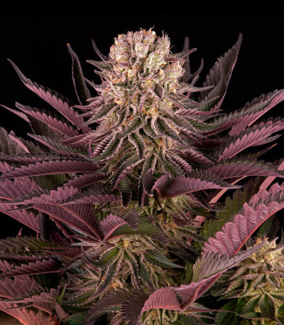 Mimosa X Orange Punch fem (Barney's Farm) семена конопли