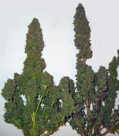 Auto-Bomb fem семена конопли