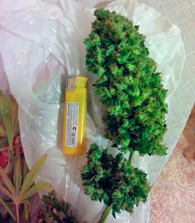 Семена марихуаны Brainstorm 