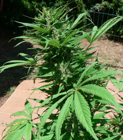 Cannatonic fem (Resin Seeds) семена конопли