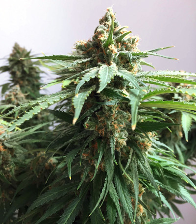 Delicious Cookies fem (Delicious Seeds) семена конопли