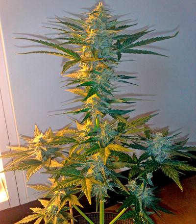 Flash Auto fem семена конопли