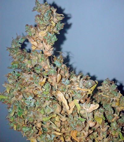 Mikromachine Auto fem семена конопли