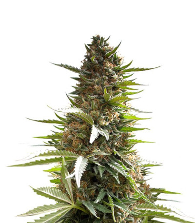 Сорт Over Dawg шишки