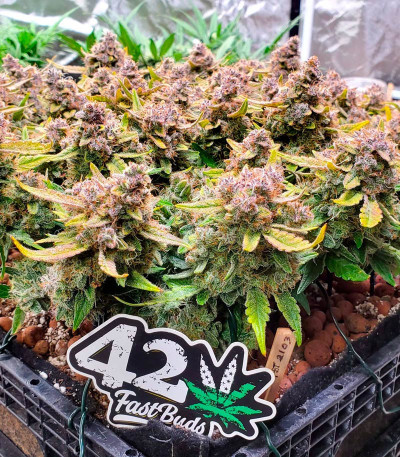 Purple Punch Auto fem (FastBuds) семена конопли