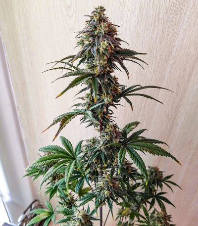 Soyuz OG Express fem (Kalashnikov Seeds) семена конопли