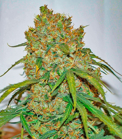 Strawberry Cheesecake Auto fem (Humboldt Seed Company) семена конопли