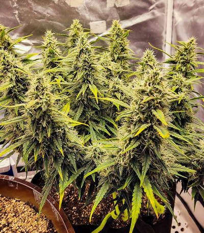 Crystal WW Autoflower fem (Easy Grow Seeds) семена конопли