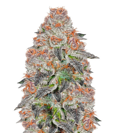 Anesia Scout Cookies (Anesia Seeds) семена конопли
