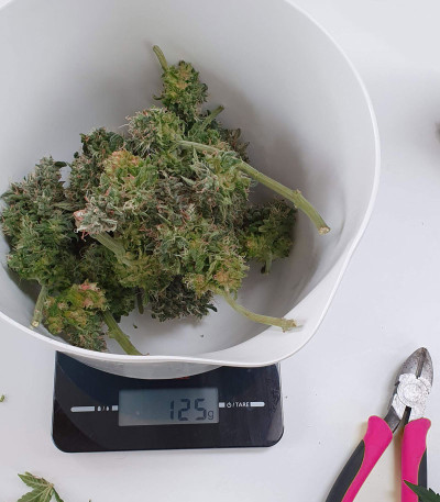 CBD Auto Charlotte’s Angel fem (Dutch Passion) семена каннабиса