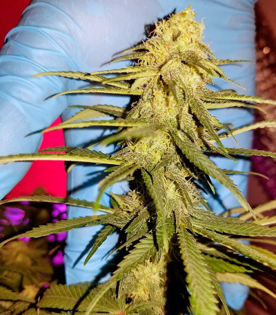 Chocolope fem (DNA Genetics) семена конопли