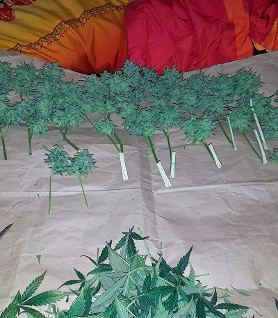 Diesel Automatic fem (Royal Queen Seeds) семена конопли