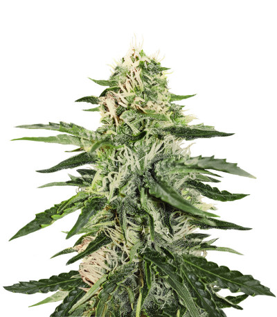 Girl Scout Cookies Auto fem (Original Sensible Seeds) семена конопли