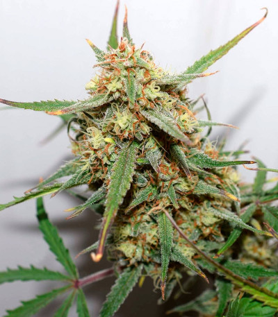 Cookies auto fem FastBuds семена конопли
