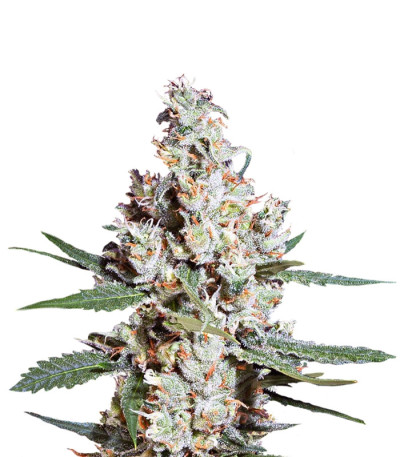 L.A. Amnesia fem (Paradise Seeds) семена конопли