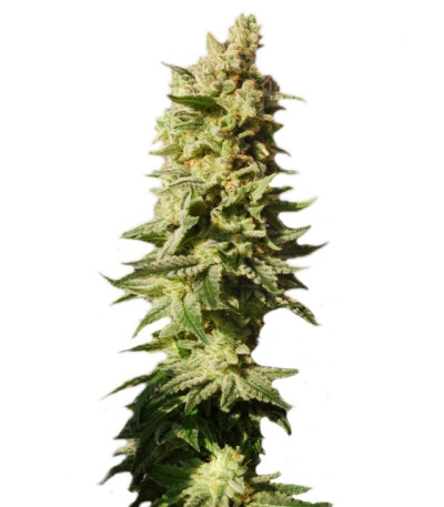 Mataro Blue Max Auto fem семена конопли