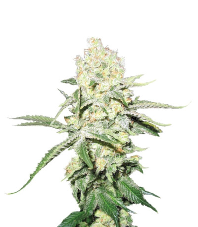 No Name fem семена конопли