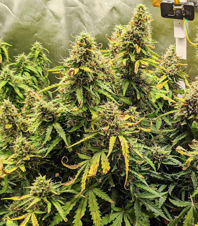 Original Auto Critical fem (FastBuds) семена конопли