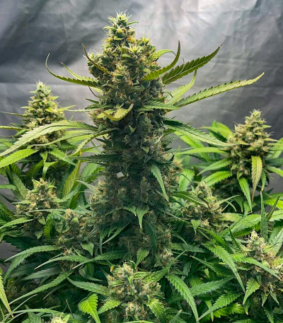 Papaya Zoap Auto fem (Sweet Seeds) семена конопли