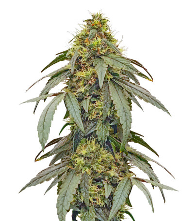 Polar Gelato fem (Silent Seeds) семена конопли