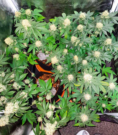 Sherbert Gorilla fem (Dr. Krippling Seeds) семена конопли