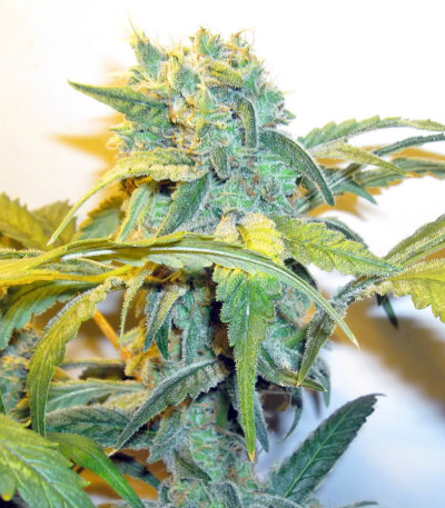 Thai Fantasy fem (Kannabia Seed Company) семена конопли