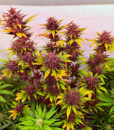 Tropicanna Poison F1 Fast Version (Sweet Seeds) семена конопли
