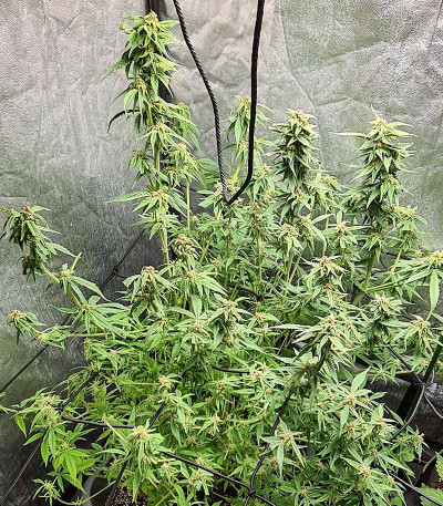 White Critical Express (Kalashnikov Seeds) семена конопли