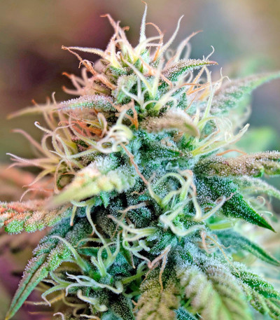 OG Kush Autoflowering fem (Dinafem Seeds) семена конопли