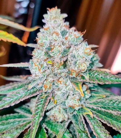 Persian Pie fem (Green House Seeds) семена конопли