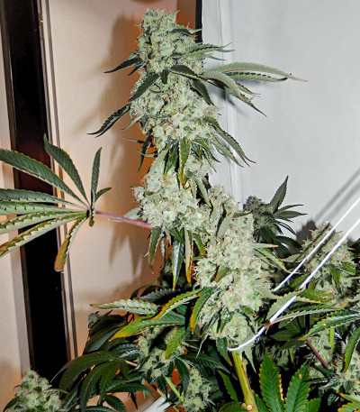 Red Diesel fem (Barney's Farm) семена конопли