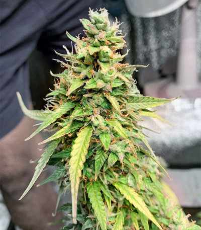 Auto Pineapple Glue fem (Advanced Seeds) семена конопли