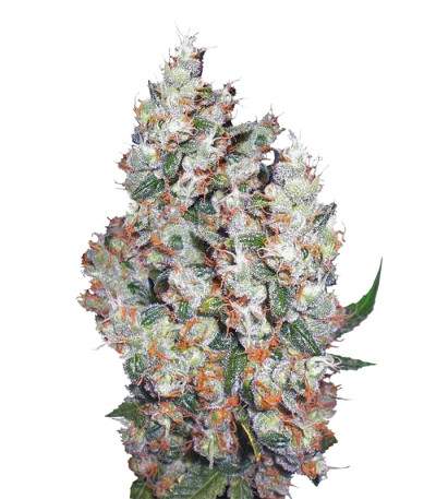 Семена Belaya Gvardiya шишки