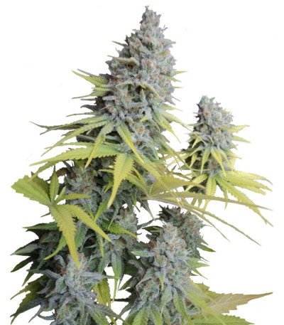 Big Foot fem (Sweet Seeds) семена конопли
