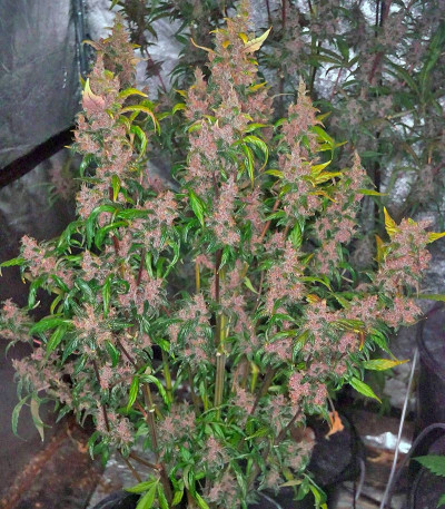 Blackberry auto fem (FastBuds) семена конопли