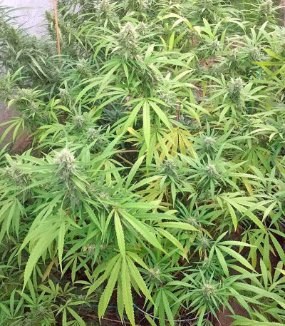 Blue Dream fem (Humboldt Seeds) семена конопли