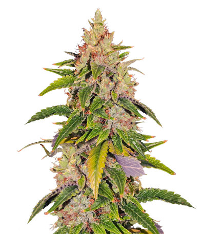 Bruce Banner #3 Auto fem (Herbies Seeds) семена конопли