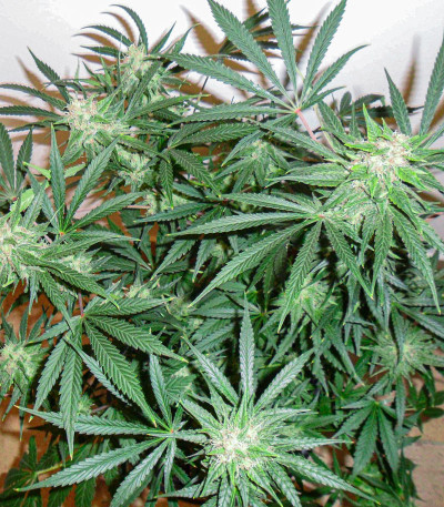 Fast Flowering Green Crack fem семена конопли