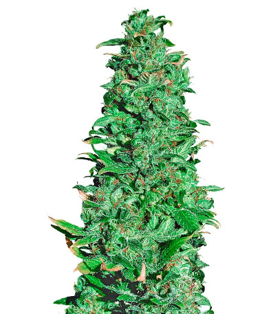 High Level fem семена конопли