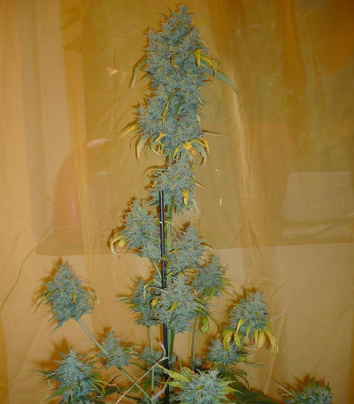 ICE fem (Female Seeds) семена конопли