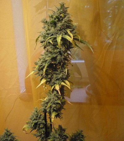 ICE fem (Female Seeds) семена конопли