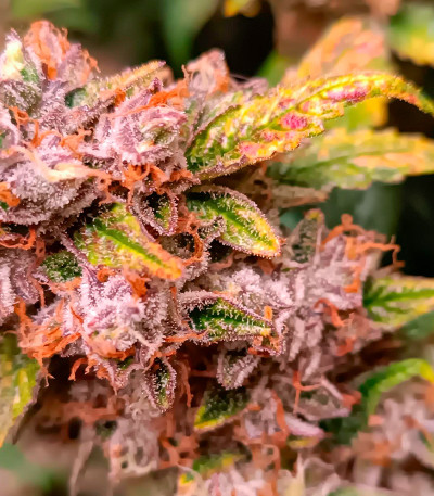 Jelly Donutz Auto fem (Humboldt Seed Company) семена конопли