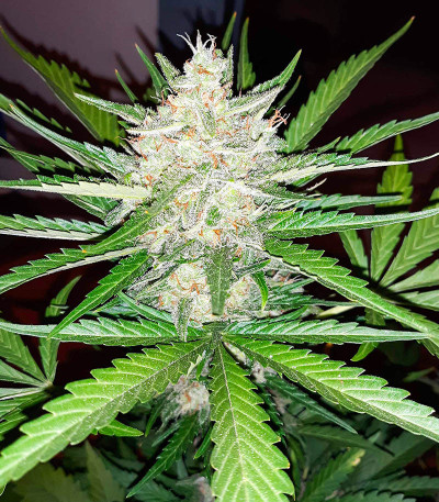 Pineapple Glue fem (Advanced Seeds) семена конопли