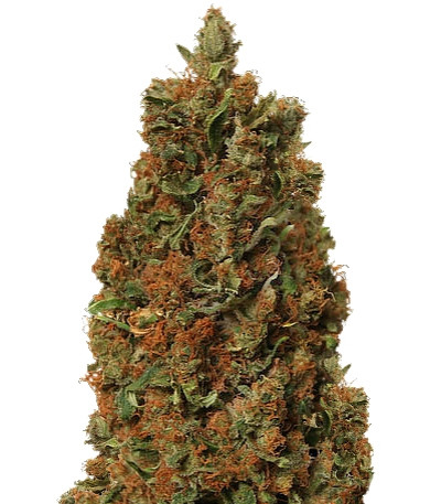 Red Diesel fem (Barney's Farm) семена конопли