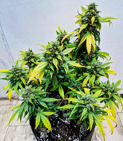 Banana Purple Punch Auto fem (FastBuds) семена конопли