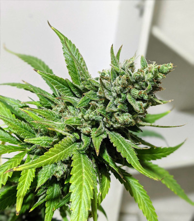 Gelato Auto fem (FastBuds) семена конопли