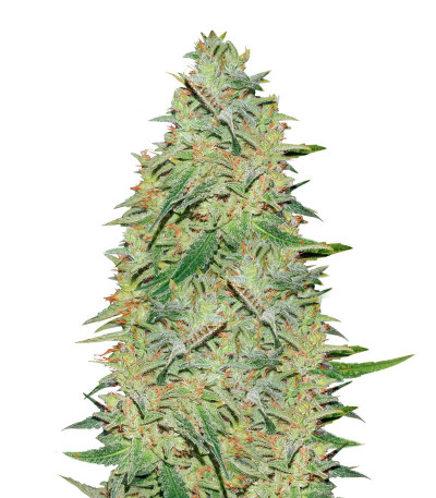 Gelato fem (Nirvana Seeds) семена конопли
