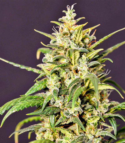 Gorilla Punch Auto fem (FastBuds) семена конопли