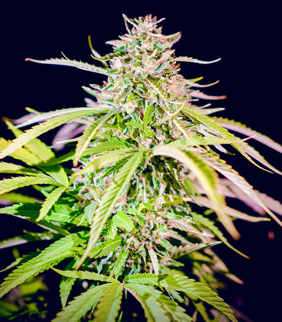 Ice Cream Cake fem (Barney's Farm) семена конопли